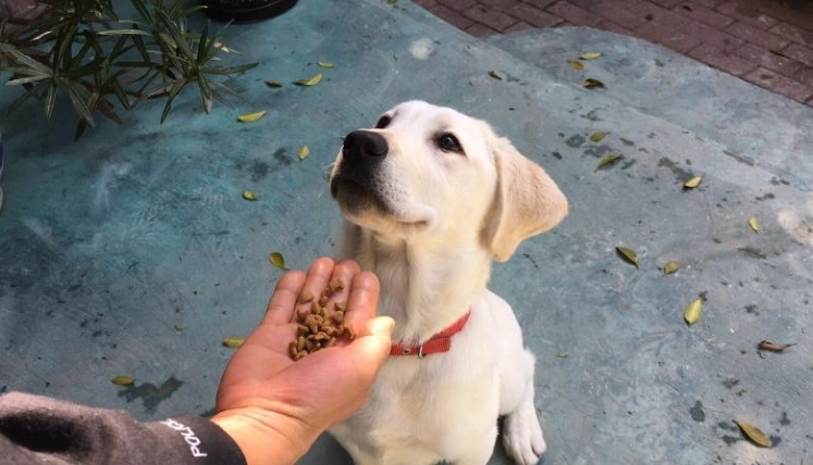 三色豆對狗的影響