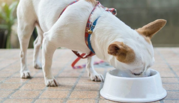 狗呕吐喝水多 狗呕吐喝水多