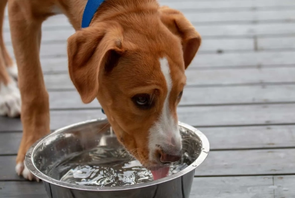 狗狗拉肚子喝水 狗狗拉肚子喝水