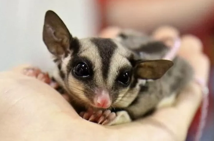 蜜袋鼯发抖原因