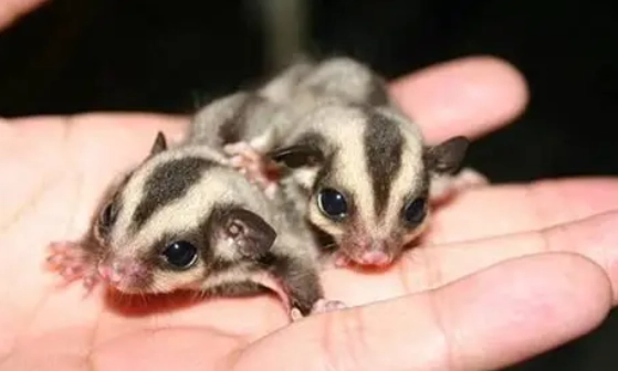 飼養蜜袋鼯法規