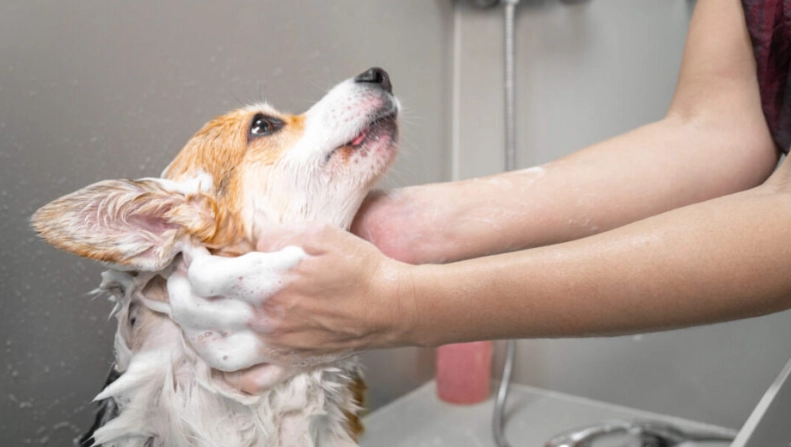 狗狗腸胃炎飲食