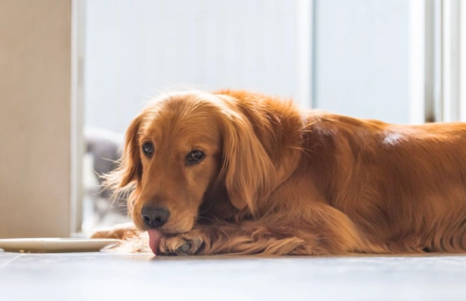 狗狗腸胃不適益生菌 狗狗腸胃不適益生菌