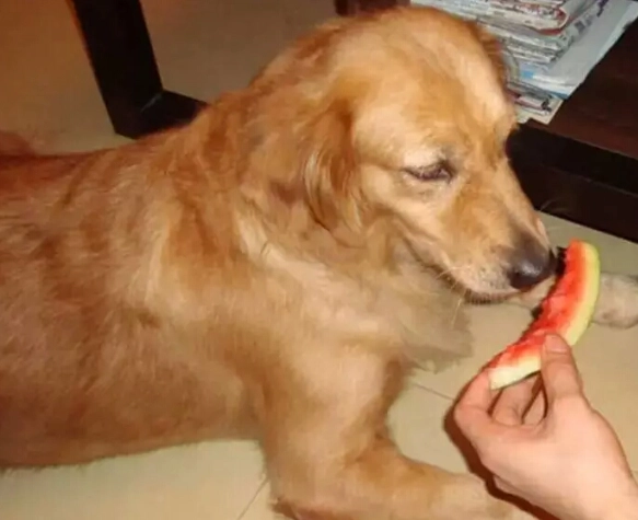 狗飼料拌罐頭好處