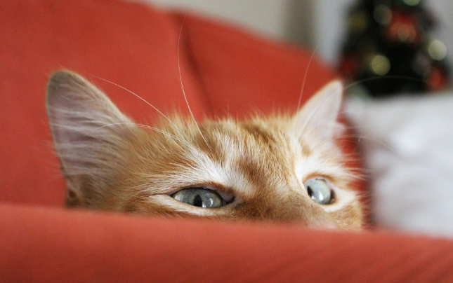 貓血糖正常範圍 貓血糖正常範圍