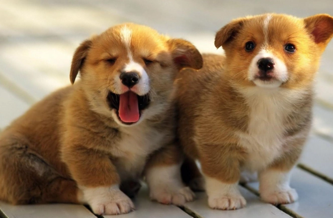 寵物益生菌推薦