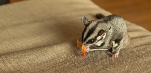 蜜袋鼯健康問題