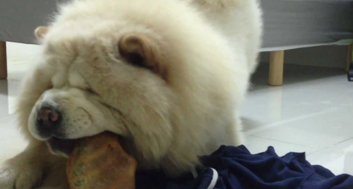 狗飼料罐頭混合比例