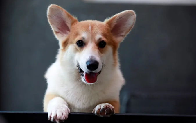 狗狗過敏食物列表