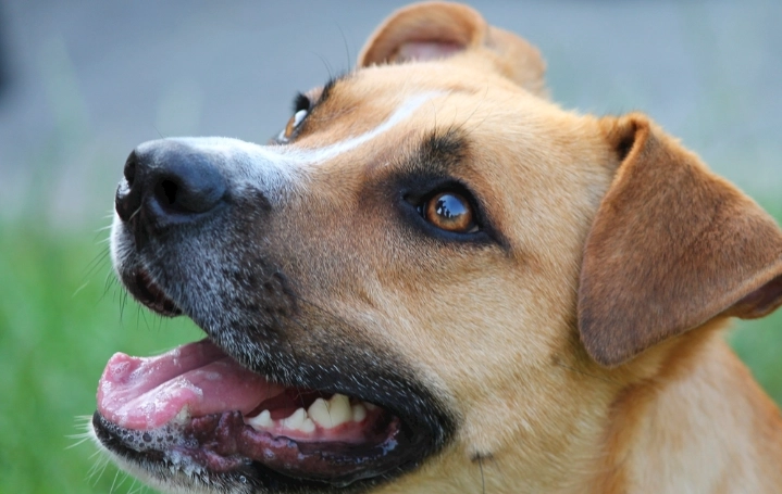 狗誤食洋蔥處理