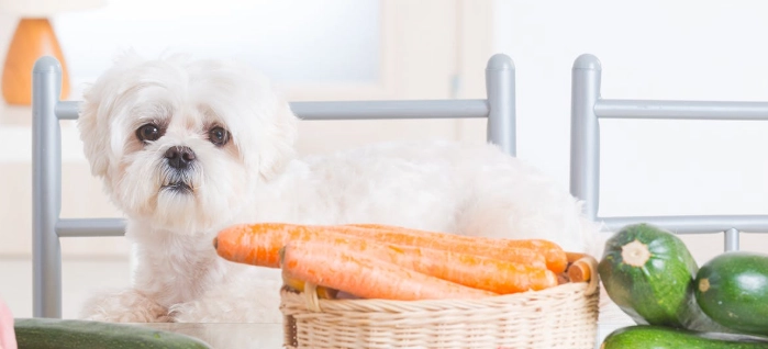 狗腹泻病因 狗腹泻病因