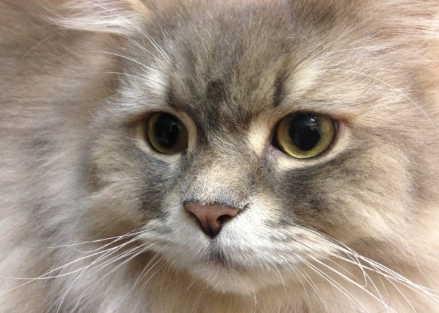 貓糖尿病初期治療 貓糖尿病初期治療