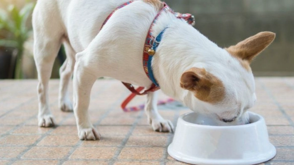 寵物腹瀉處理 寵物腹瀉處理