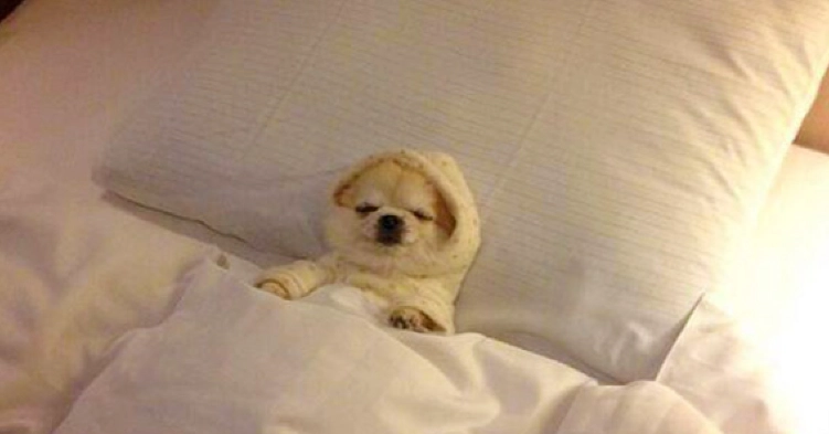 黃金獵犬皮膚病症狀