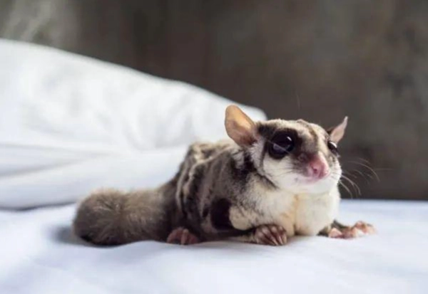 蜜袋鼯死亡原因