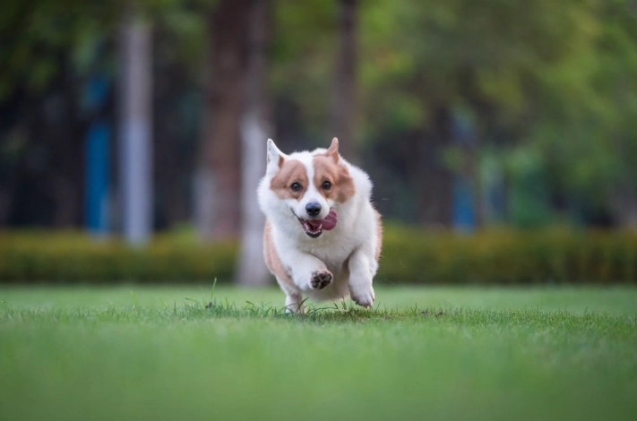 狗狗餵食量公式