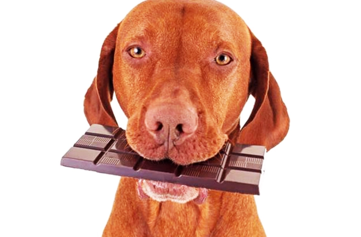 狗吃巧克力危險