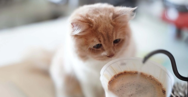 貓咖啡因中毒