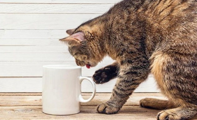 貓咖啡因中毒