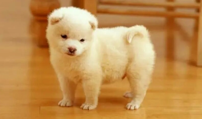 狗狗拉肚子益生菌