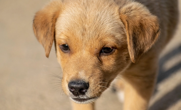 鷹嘴豆狗狗安全