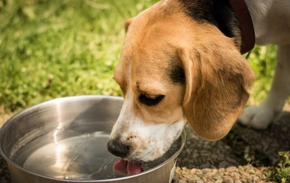 宠物狗健康问题 宠物狗健康问题