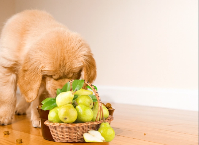 雪梨對狗的好處 雪梨對狗的好處