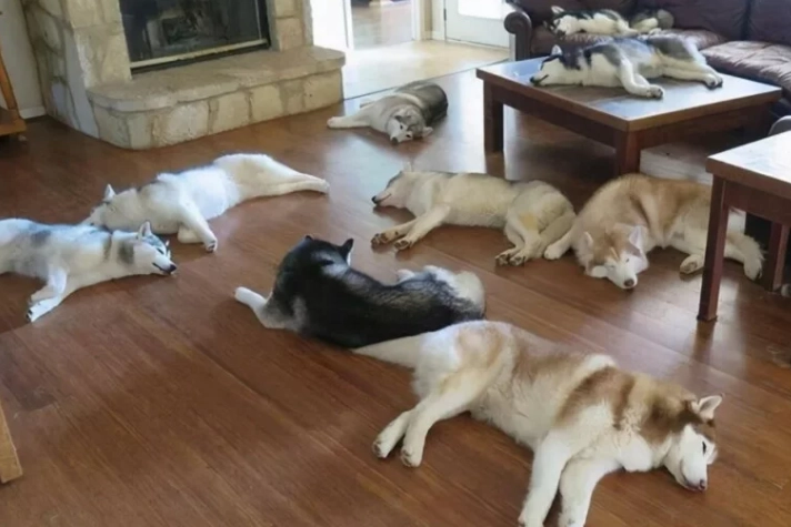 狗狗睡覺姿勢健康 狗狗睡覺姿勢健康