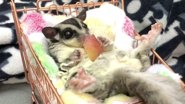 蜜袋鼯行為異常