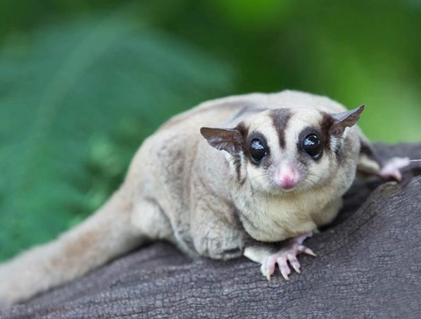 蜜袋鼯吃蟲時機