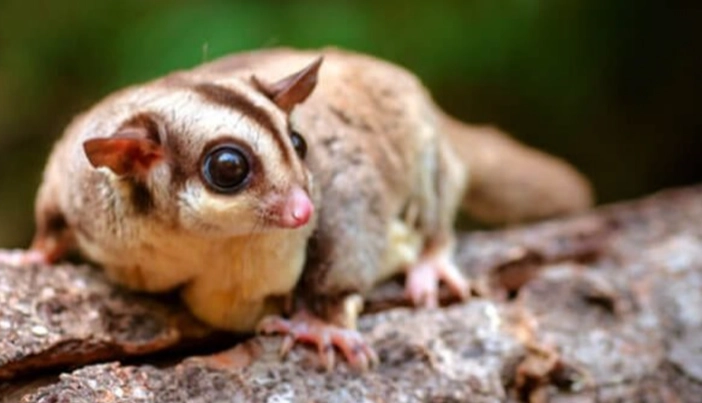 蜜袋鼯健康护理