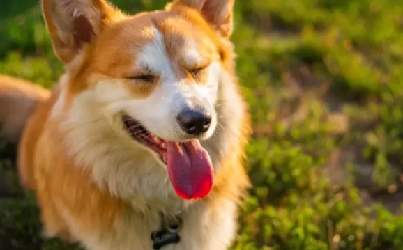 枸杞對狗狗的好處