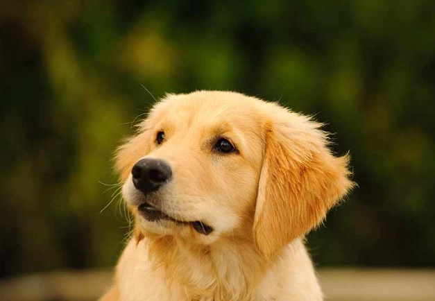 被狗抓傷狂犬病風險 被狗抓傷狂犬病風險