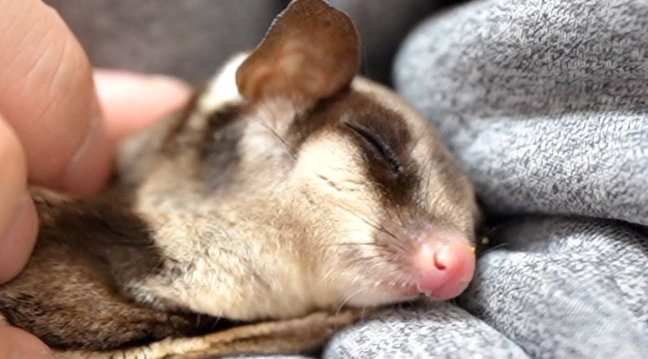 蜜袋鼯發情處理 蜜袋鼯發情處理