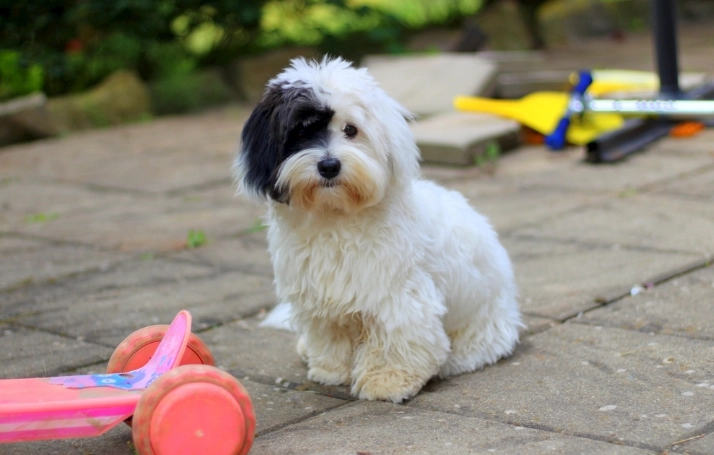 狗吃生紅蘿蔔好處