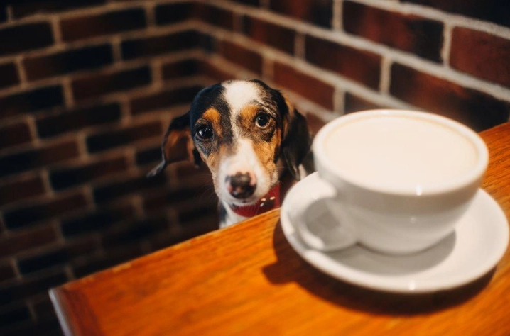 咖啡渣 對狗 有害