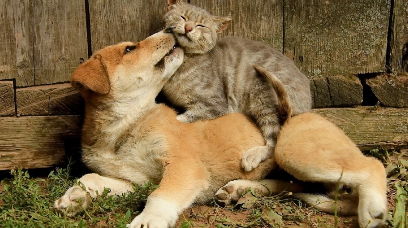 犬貓糖尿病治療