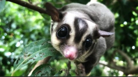 蜜袋鼯咬人處理