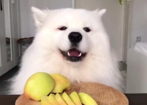 狗飼料拌罐頭方法