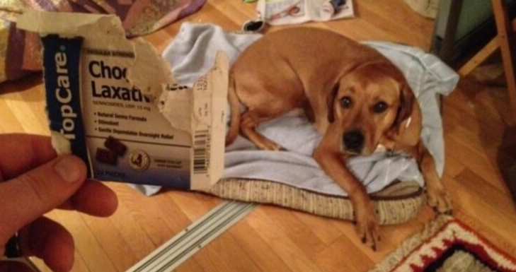 巧克力对狗的中毒时间 巧克力对狗的中毒时间