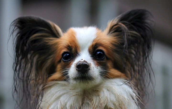 生紅蘿蔔對狗有害嗎