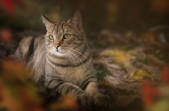 預防貓蛔蟲方法