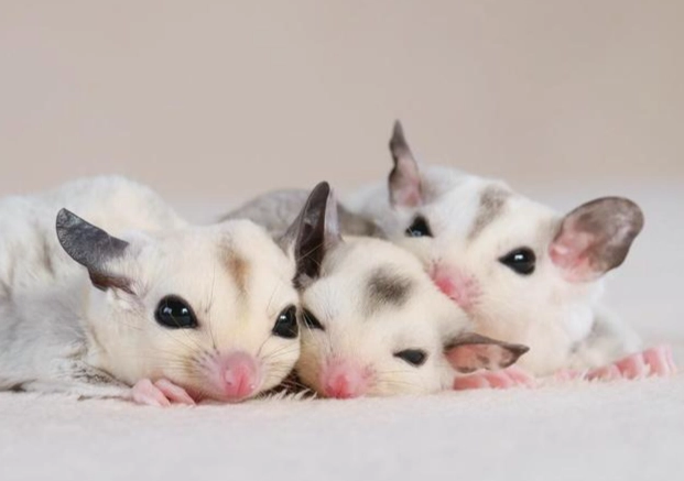 蜜袋鼯寶寶掉落