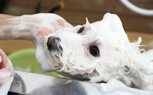 狗狗免疫失調皮膚症狀 狗狗免疫失調皮膚症狀