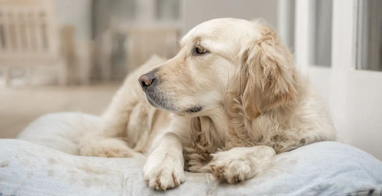 狗狗拉肚子益生菌 狗狗拉肚子益生菌