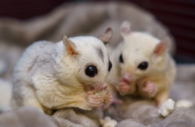 蜜袋鼯育兒袋問題