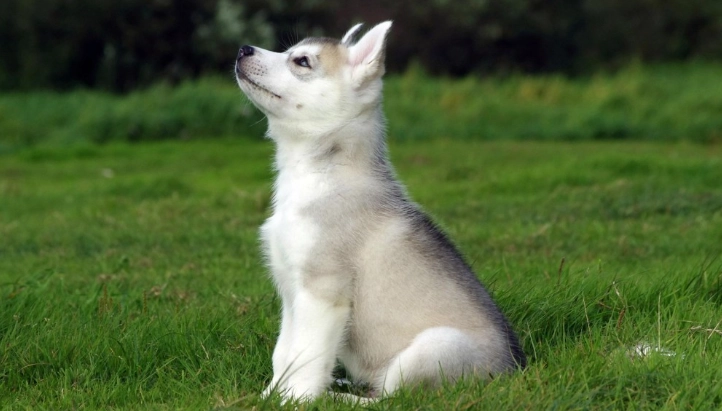 辣椒對狗的影響