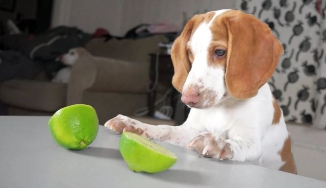 狗吃雪梨安全嗎 狗吃雪梨安全嗎