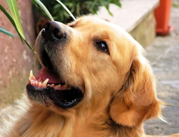 狗狗夜間吠叫處理