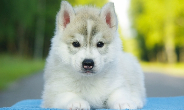 巧克力对狗的中毒时间 巧克力对狗的中毒时间